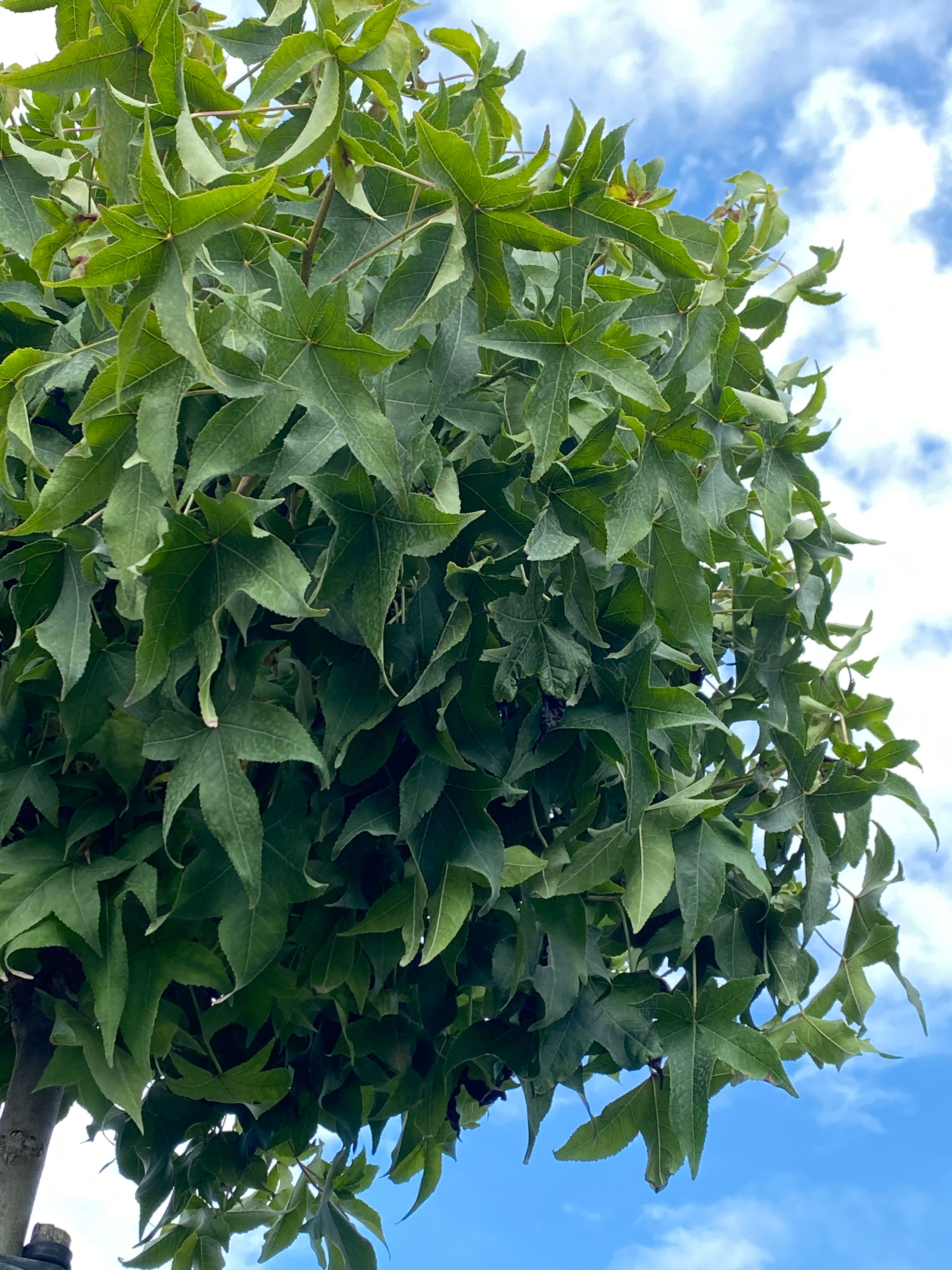 Kugel-Amberbaum 'Gum Ball' / Liquidambar styraciflua 'Gum Ball'